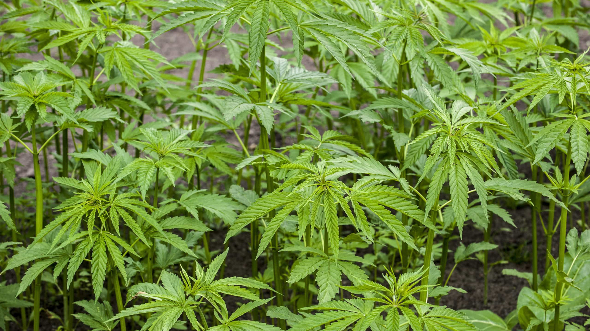 Julgamento do caso “Semente em Pó” arrancou em Bragança com 2 arguidos a negar acusação