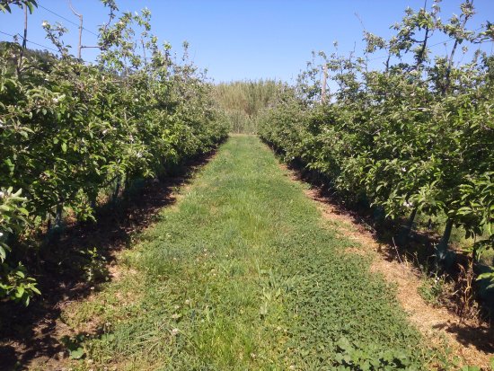 Granizo e chuva do fim-de-semana estragam parte da maçã de Carrazeda de Ansiães