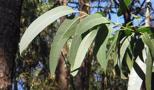 Palombar põe fim aos eucaliptos de Algoso para recuperar espécies autóctones