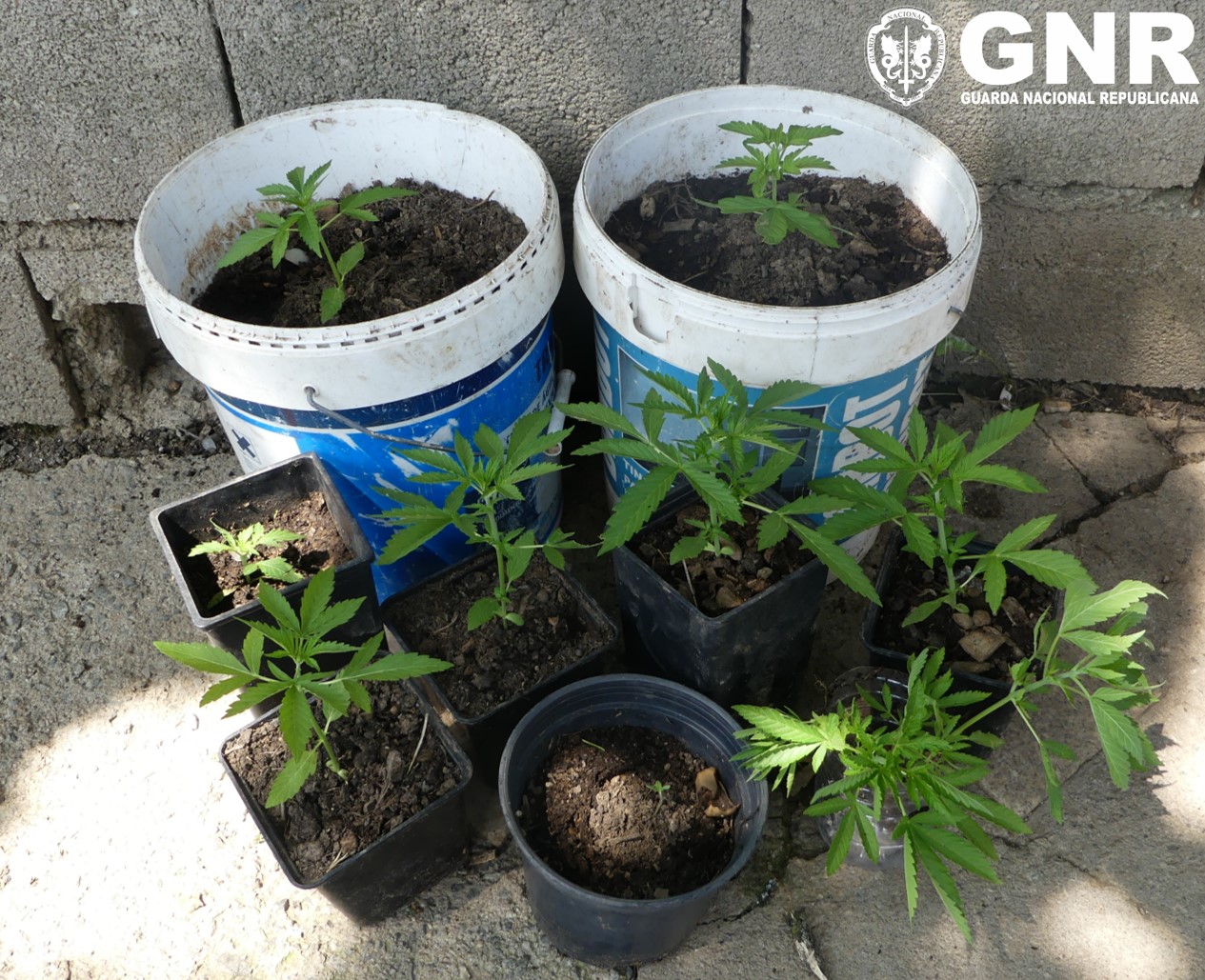 Dois homens detidos por tráfico de droga no concelho de Alfândega da Fé