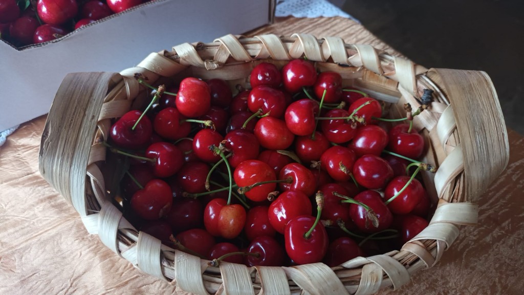 Chuva afetou mas não deixou faltar a boa cereja na Feira da Cereja da Serra de Bornes