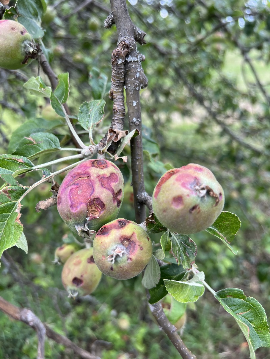 CAP pede apoios urgentes para os agricultores e lamenta que o Governo se desculpe com a espera por Bruxelas