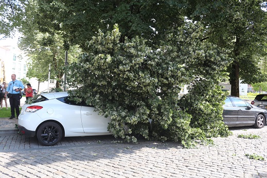 Ramo de grande porte cai em cima de dois carros em Bragança