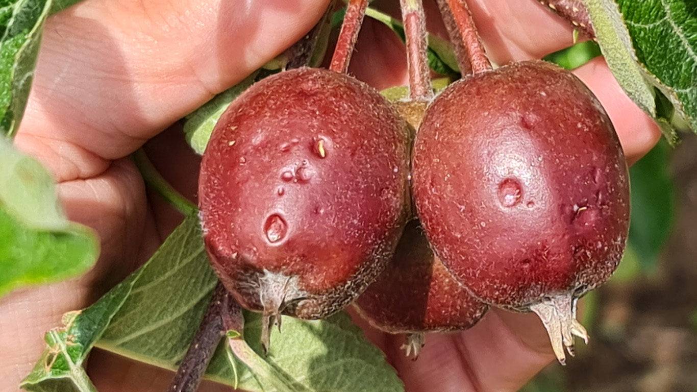 Ministério da Agricultura diz estar analisar prejuízos causados pelo mau tempo na região