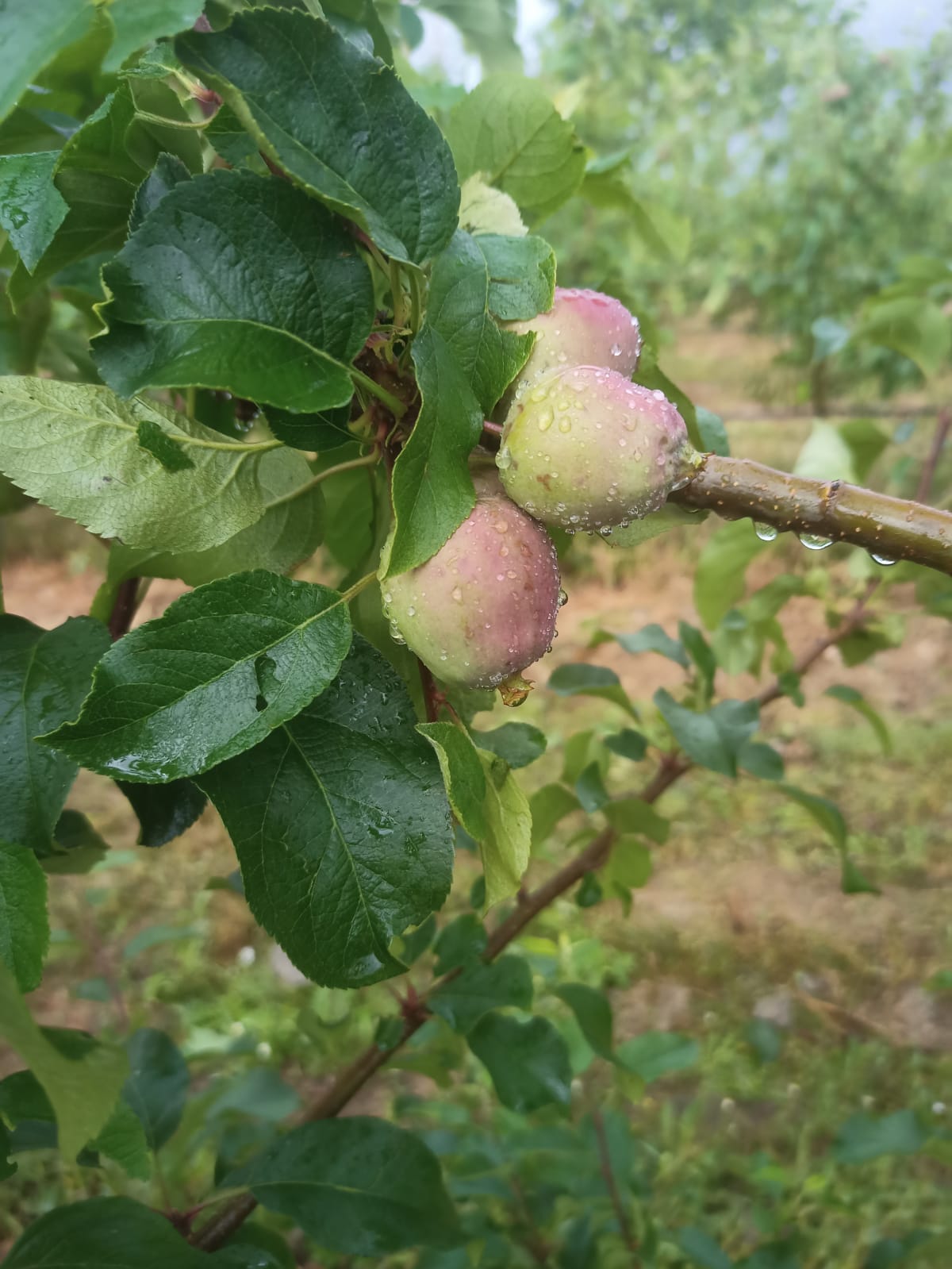 Fruticultores de Carrazeda com pouca esperança de apoio do Governo para diminuir prejuízos causados pelo mau tempo