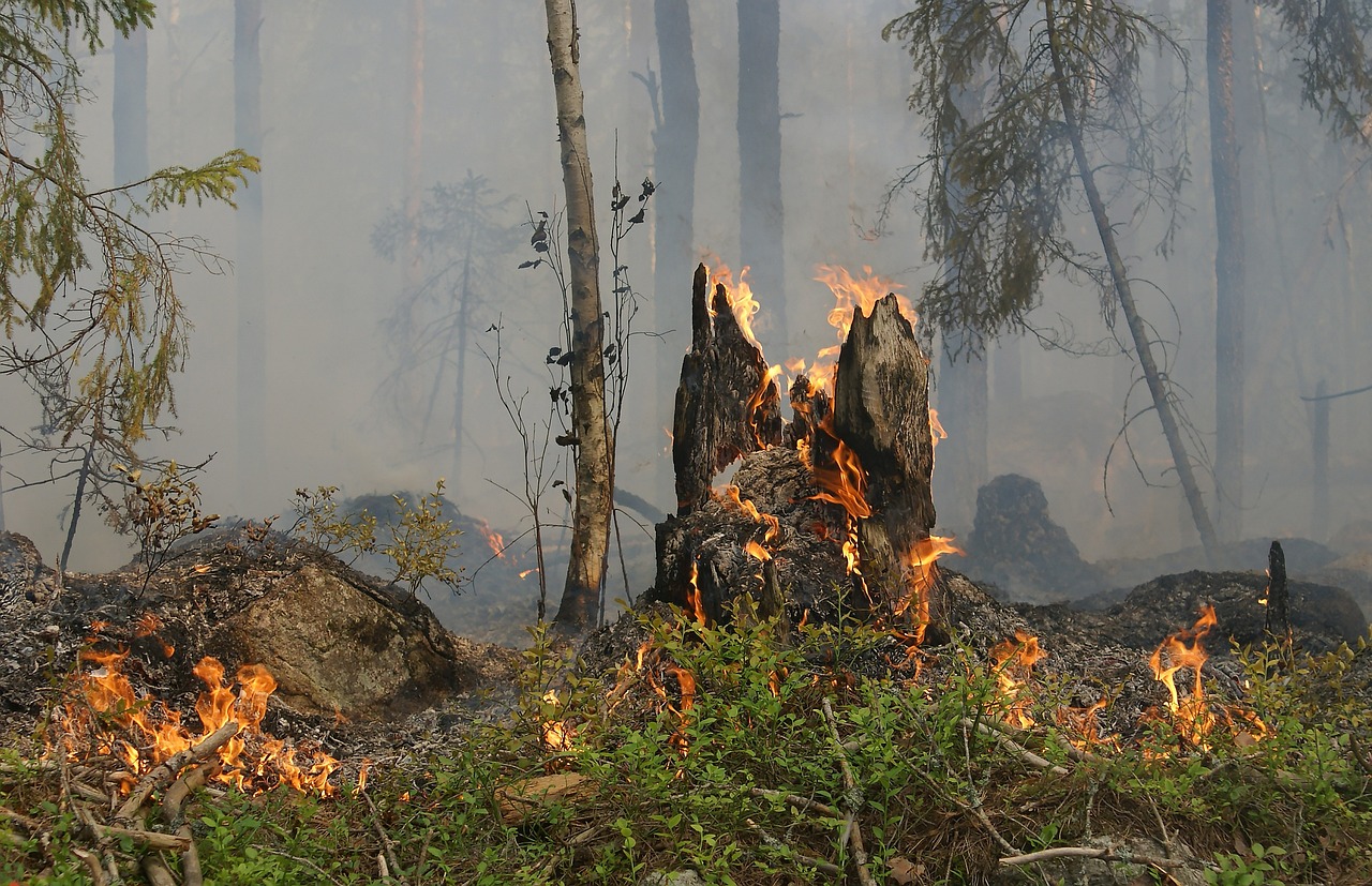 Quatro concelhos de Bragança em risco máximo de incêndio rural