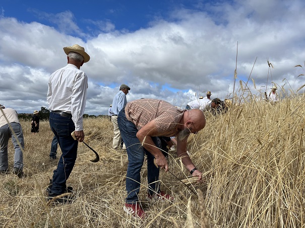 Palácios voltou a segar e malhar cereal à moda antiga no Festival de Música e Tradição da Lombada