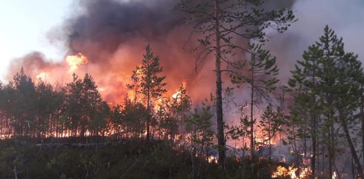 Dez concelhos do distrito em risco muito elevado de incêndio rural