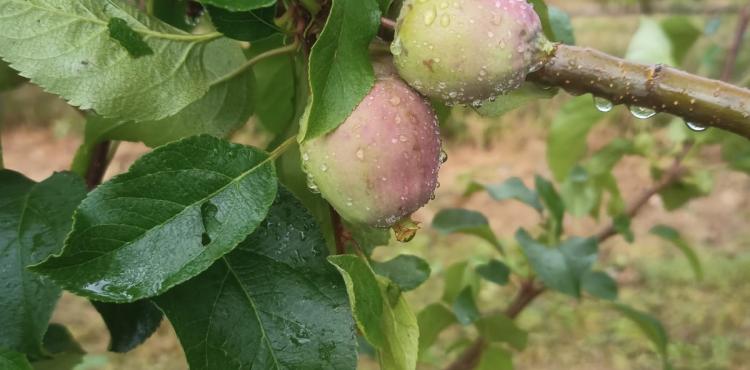 Agricultores afectados pelo mau tempo em Maio e Junho vão receber apoio do Governo