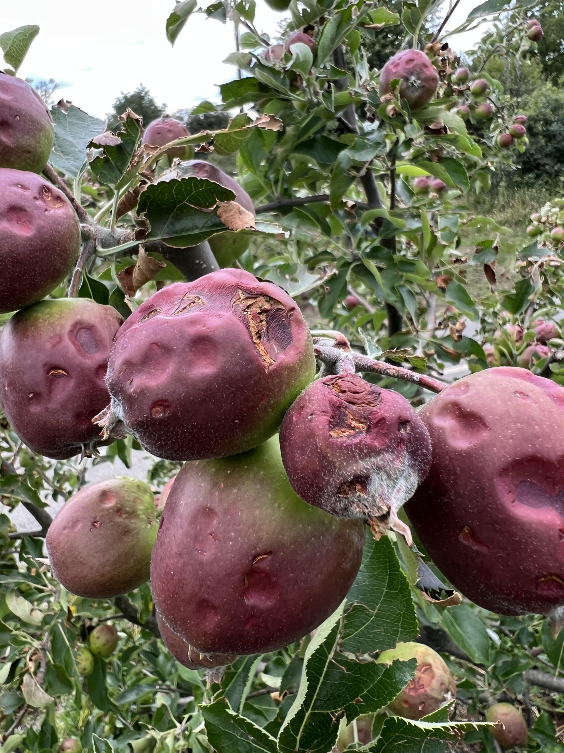 Apoio do Governo aos agricultores afectados pelo mau tempo é uma “miséria” segundo Associação de Agricultores de Trás-os-Montes