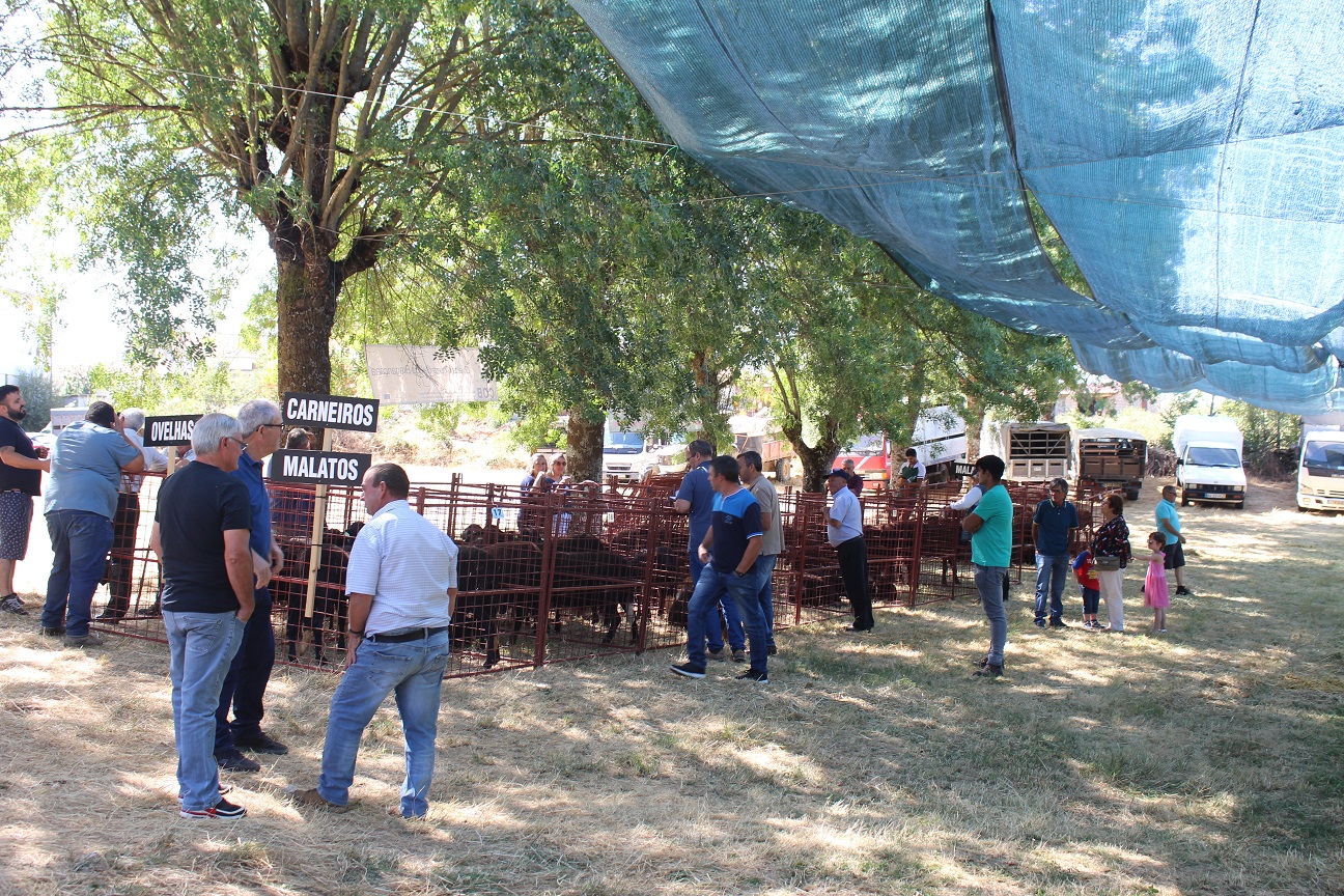 Criadores de gado queixam-se de estar a lucrar pouco com a venda dos animais