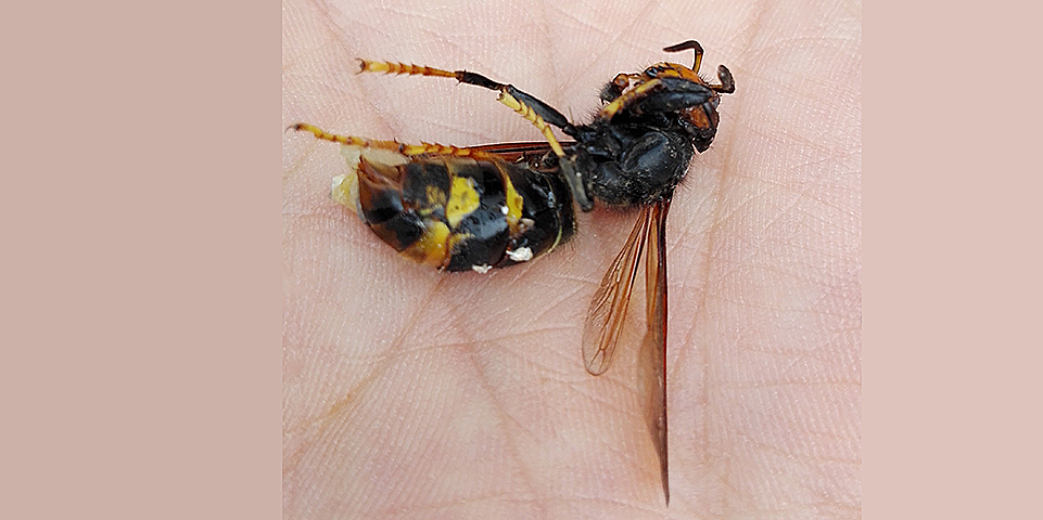 Vespa asiática está a propagar-se na região