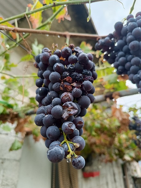 CNA reclama apoio urgente do Governo para os agricultores afectados pelo mau tempo