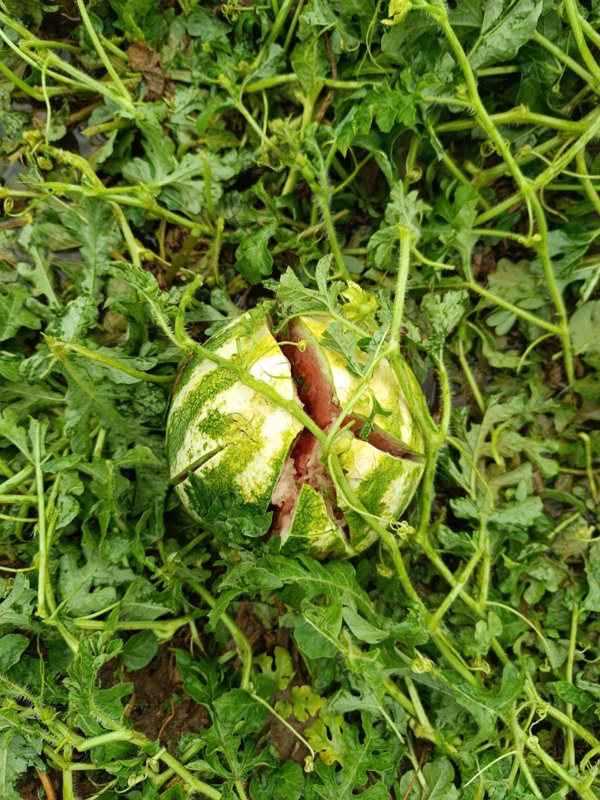 Municípios de Vila Flor, Macedo de Cavaleiros e Vinhais reclamam apoios ao Governo para ajudar os agricultores afectados pelas intempéries de Maio e Junho