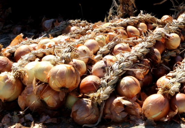 Certificação da cebola de Chacim está demorada devido à pouca adesão dos agricultores