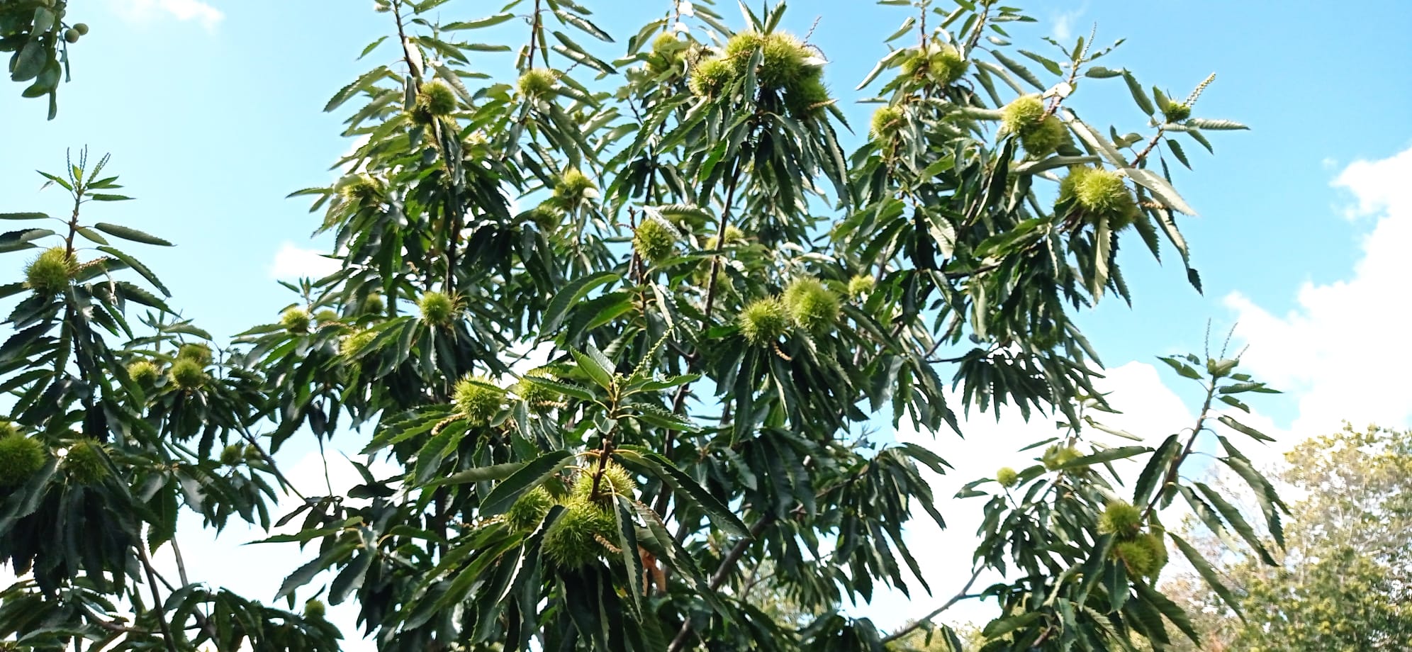 Chuva tem sido “ouro” para a produção de castanha