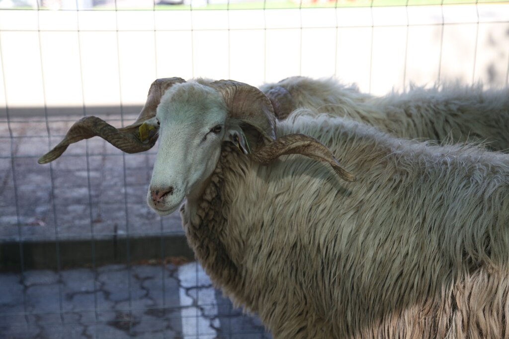Câmara de Torre de Moncorvo apoia criadores para erradicar brucelose
