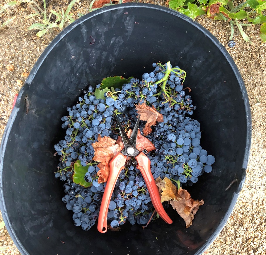 Região pode contar com aumento de 20% de produção de uva este ano