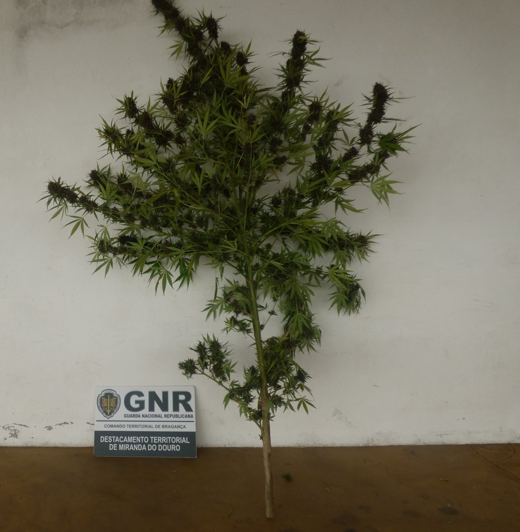 Homem do concelho de Miranda constituído arguido por ter em casa pé de cánabis