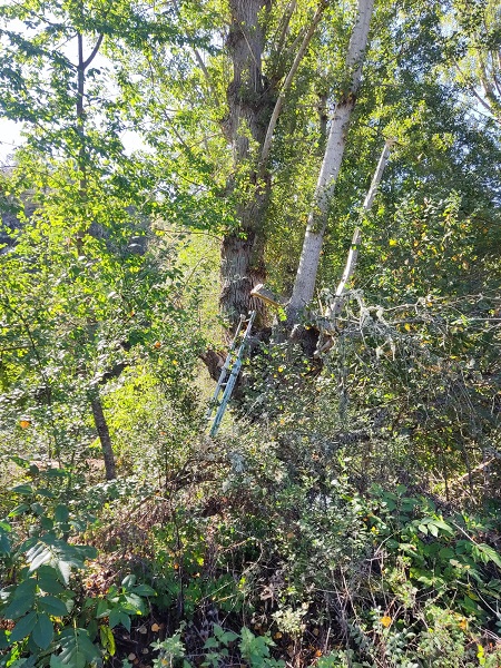 Idoso morre depois de cair de uma árvore no concelho de Bragança