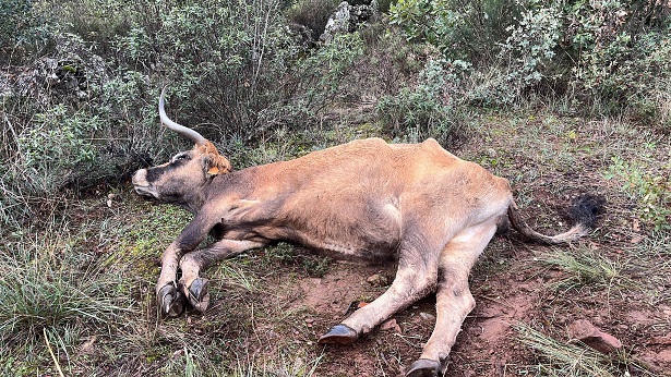 Doença Hemorrágica Epizoótica está a matar bovinos da raça mirandesa e a deixar produtores preocupados