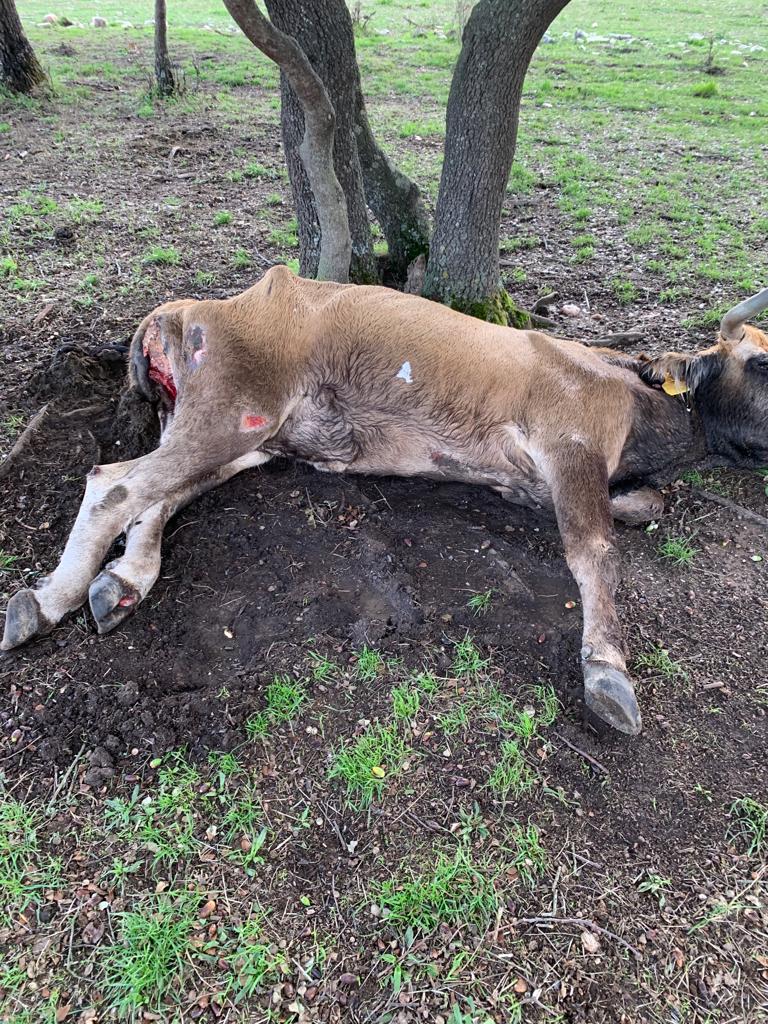 41 animais com Doença Hemorrágica Epizoótica detectados no distrito