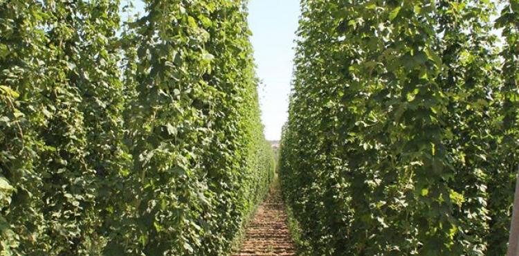 Produção de lúpulo também está a ser afectada por alterações climáticas