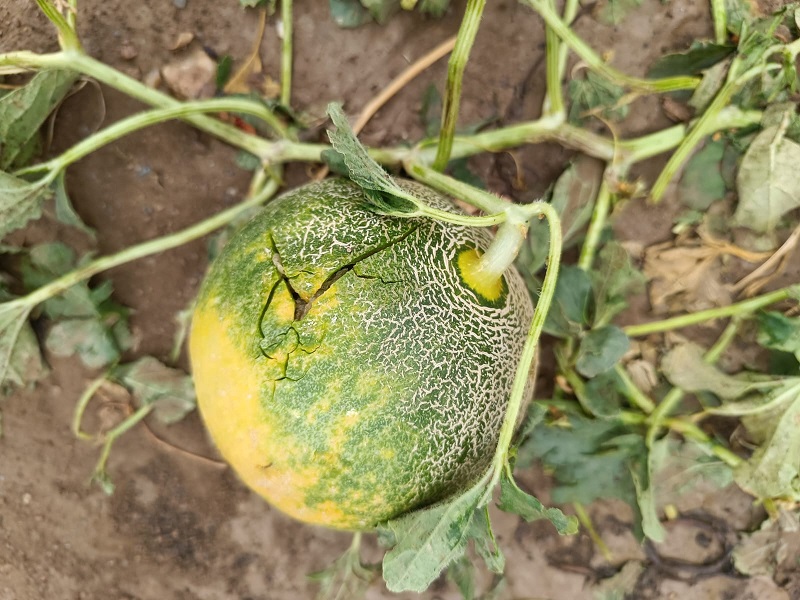 Ministra da Coesão Territorial diz que vai analisar o que levou à exclusão de apoios a intempéries de 3 concelhos do distrito