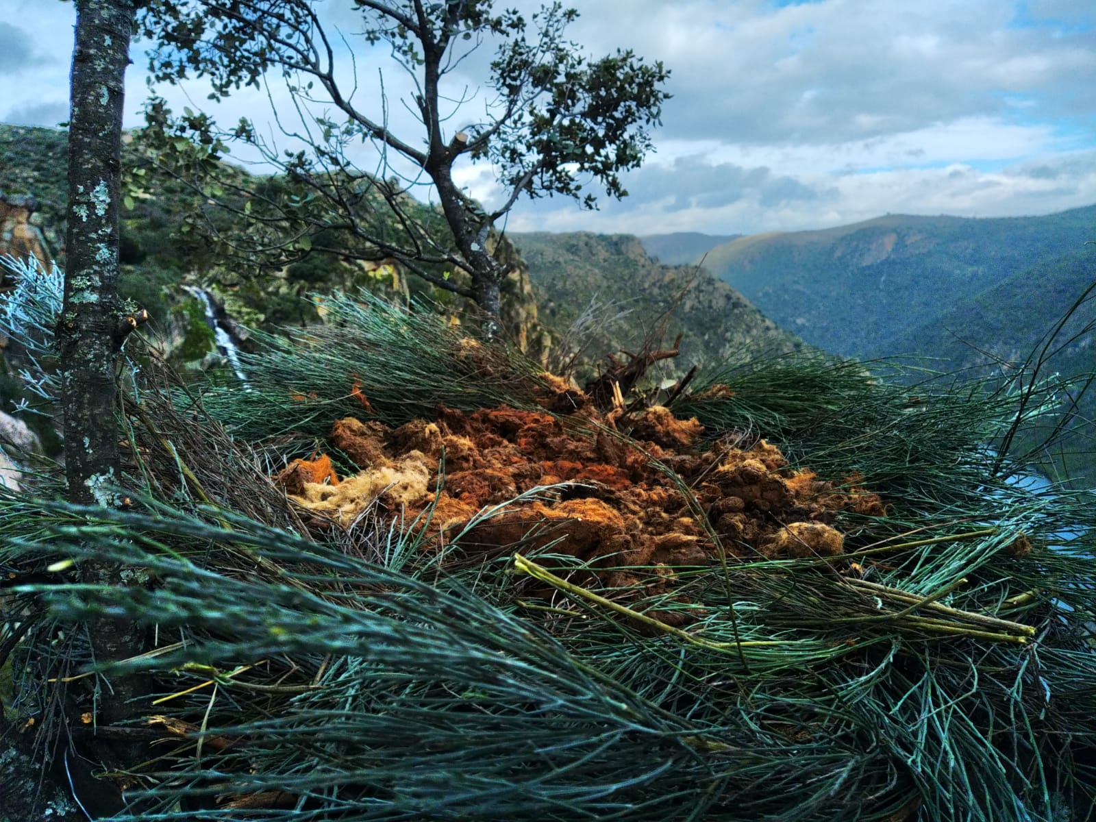 Instalados ninhos artificiais no Douro Internacional para aumentar reprodução de abutres-pretos