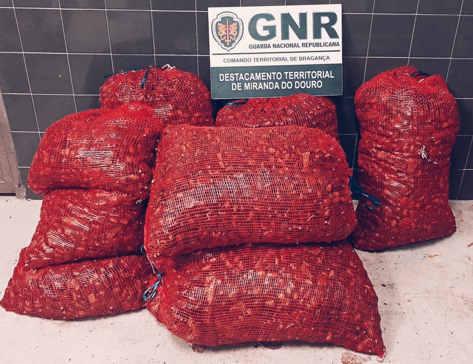 Cinco detidos por furto de castanhas em Mogadouro