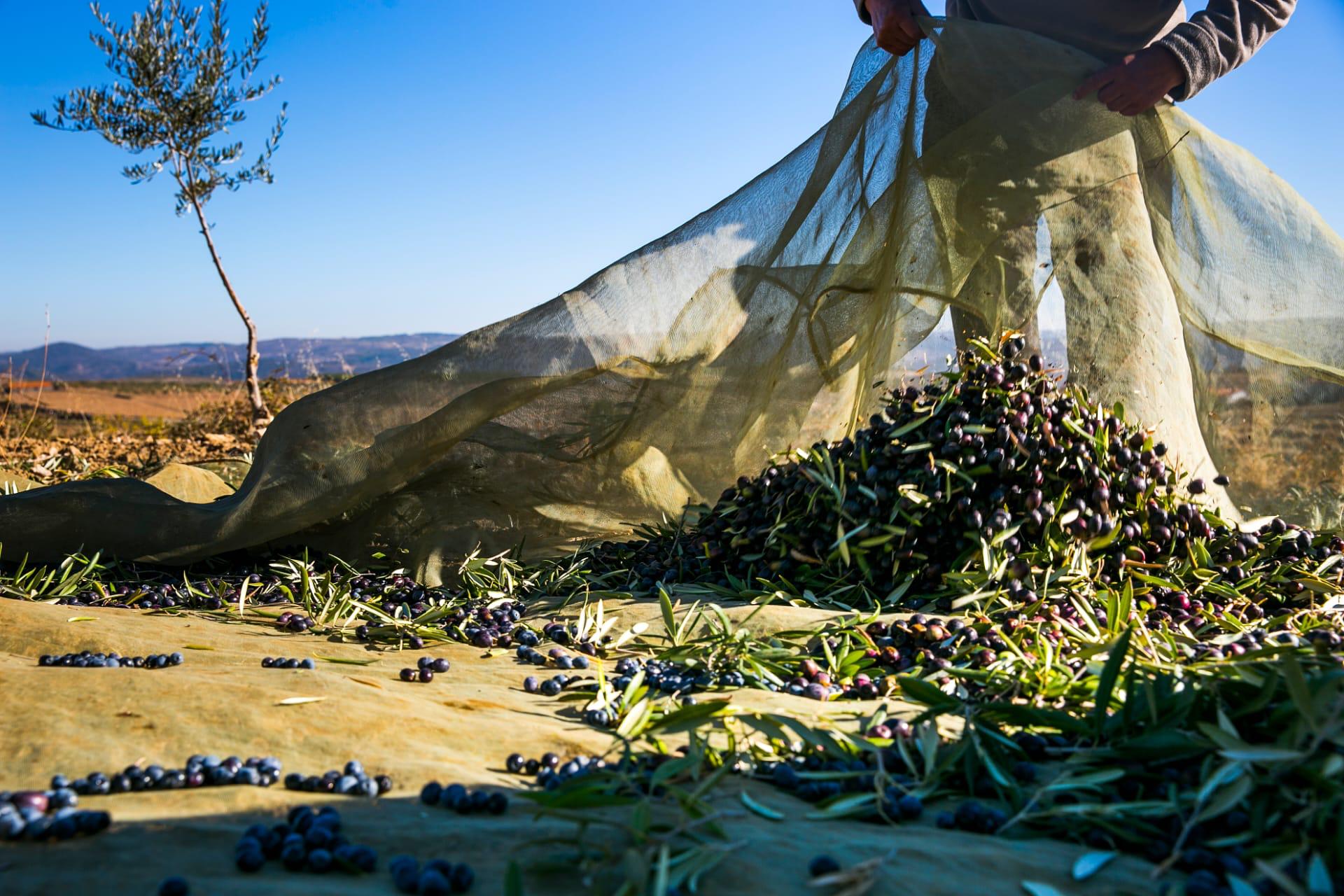 Preço do azeite vai rondar ou ultrapassar os 10 euros por litro em ano de campanha média na região