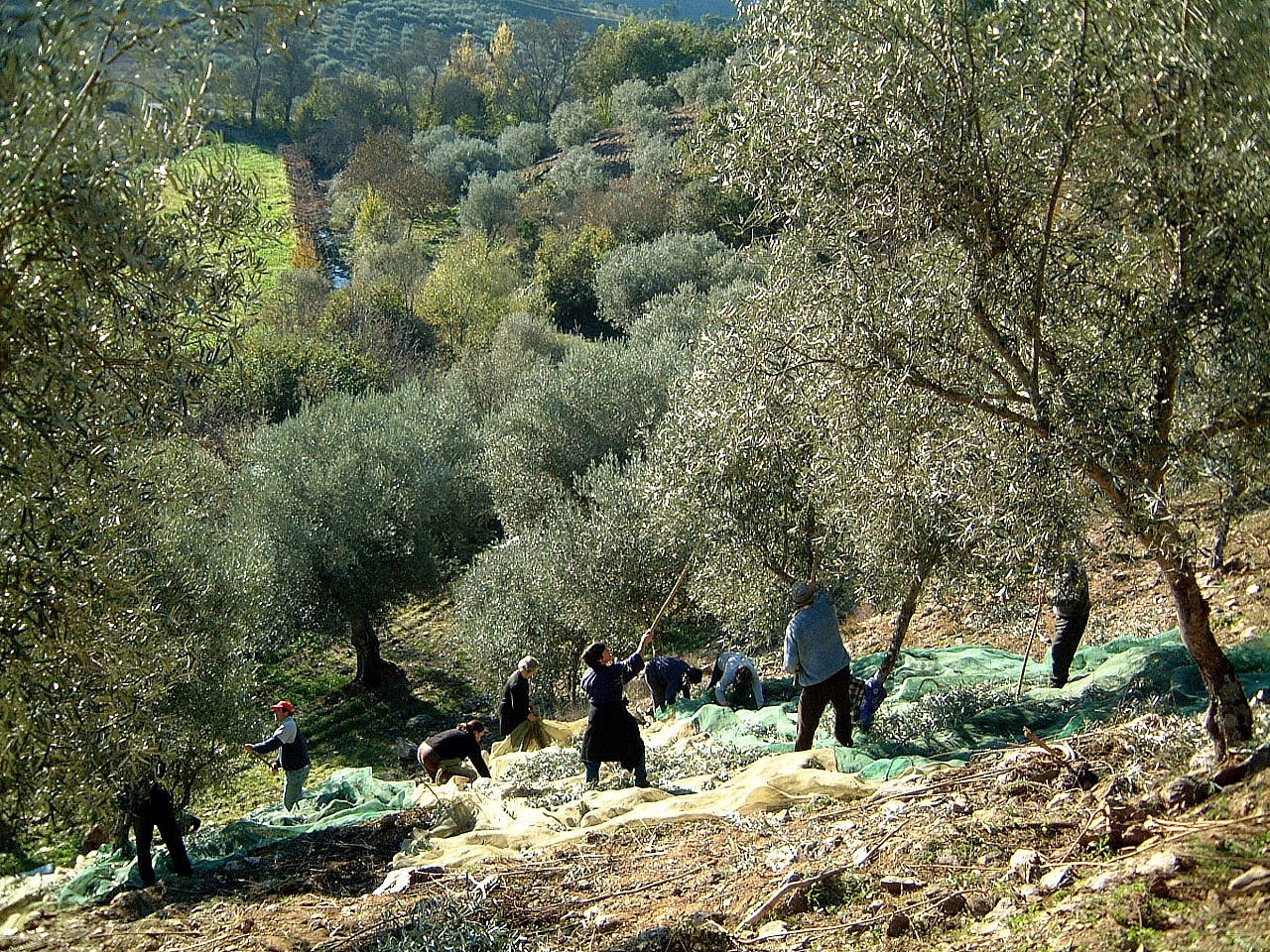 Roubos de azeitona e fraudes: alarmes ainda não soaram na região