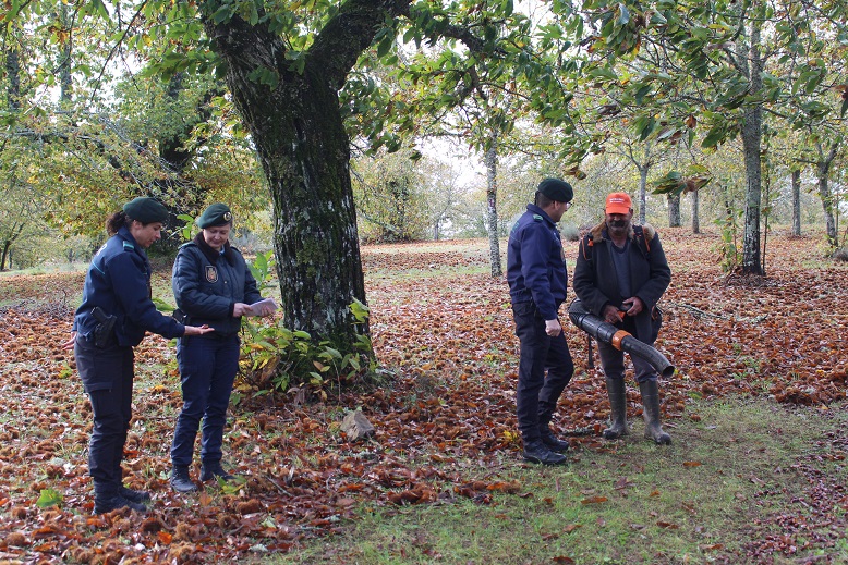 Furtos de castanhas obriga GNR a fiscalizar soutos
