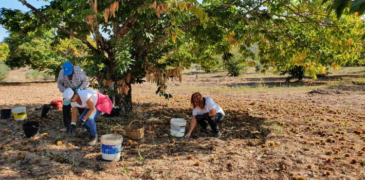 Município de Vinhais continua a reclamar apoios para os produtores de castanha
