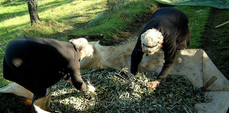 Aumento do preço do azeite faz diminuir consumo