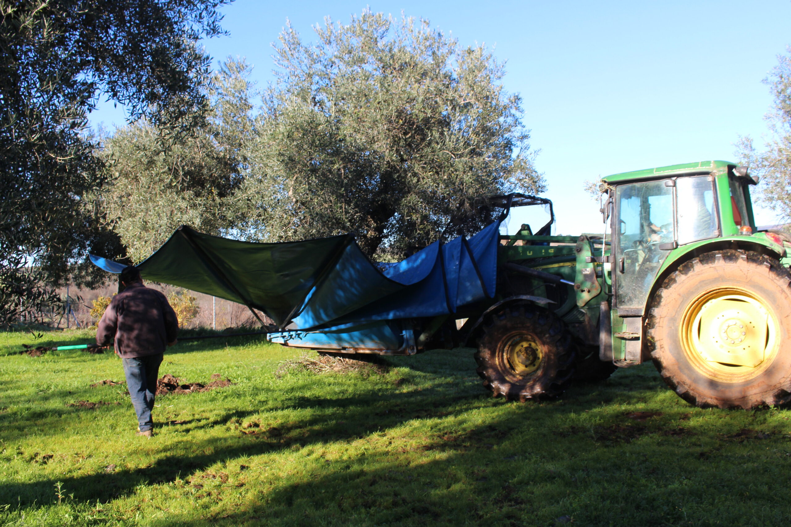 Furtos de azeitona e castanha afectam agricultores da região