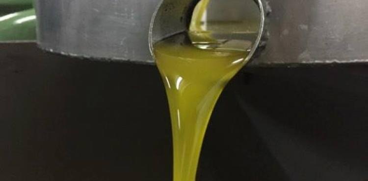 Associação de Olivicultores apresentou 11 queixas-crime por uso indevido da marca DOP azeites Trás-os-Montes