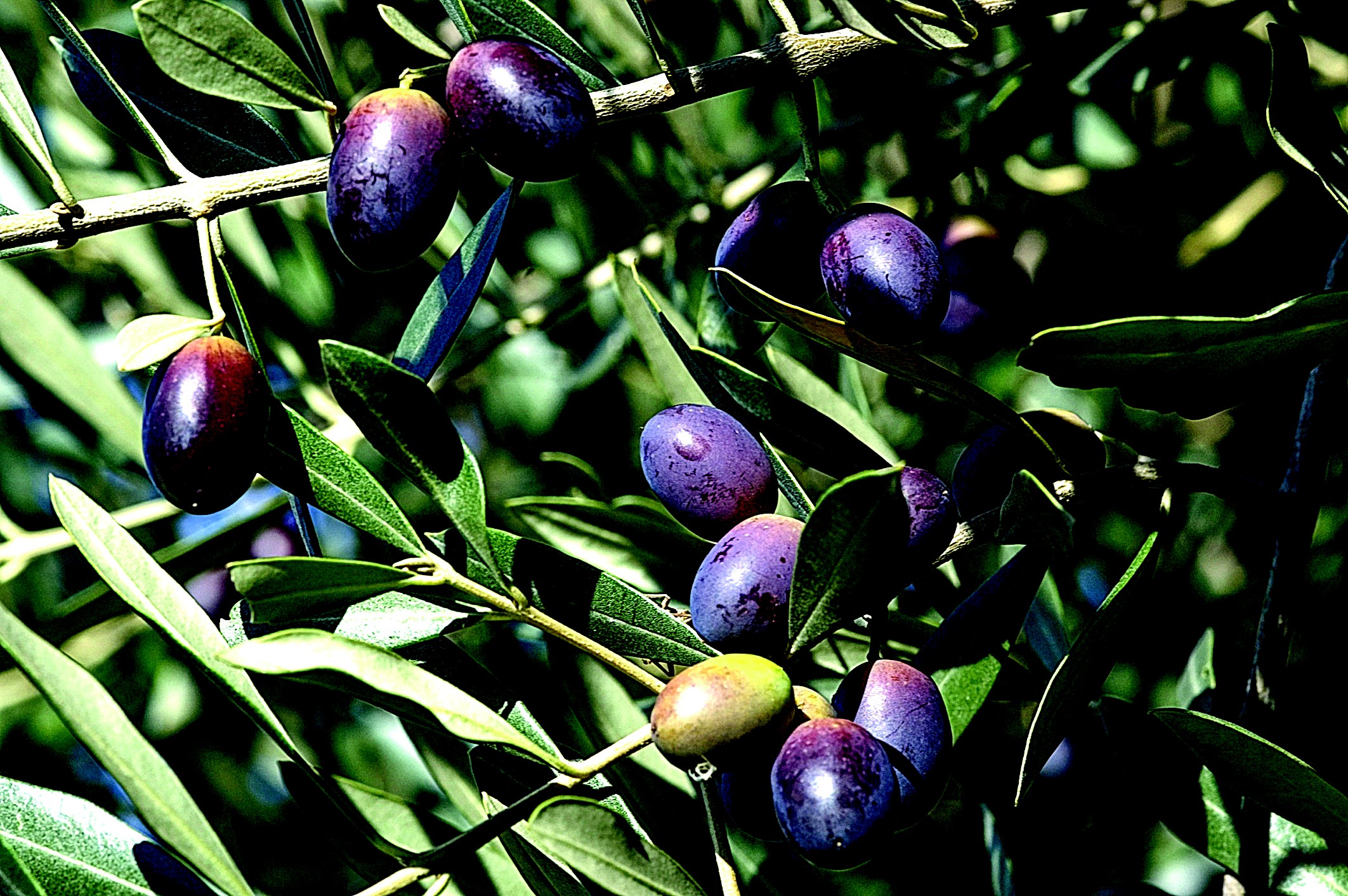 Cinco búlgaros detidos por furtarem azeitona em Cortiços