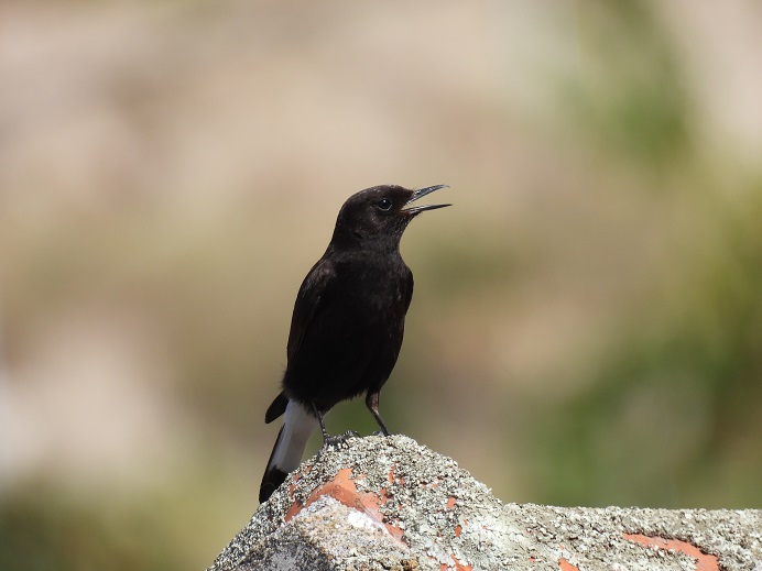 Município de Carrazeda de Ansiães cria festival para alertar para a extinção do Chasco Preto