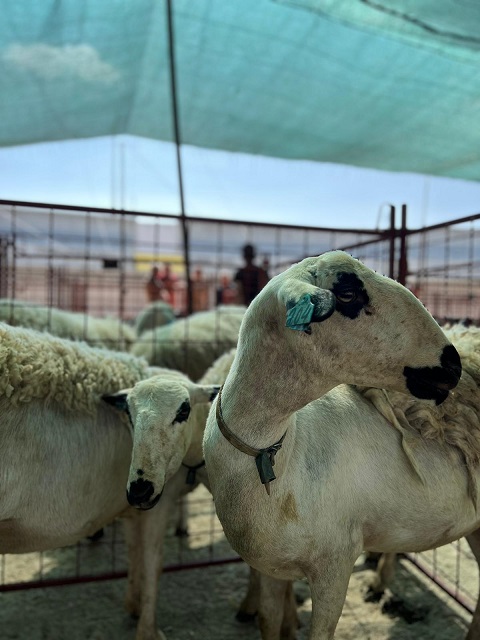 Criadores de Vila Flor apoiados pela câmara para fazer face a custos com a sanidade animal