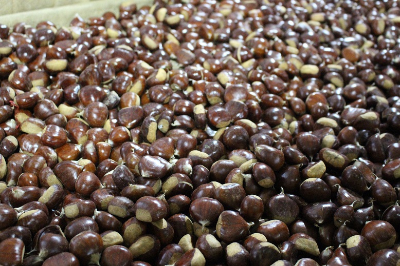 Município de Vinhais quer estudos sobre as doenças do castanheiro para minimizar quebras