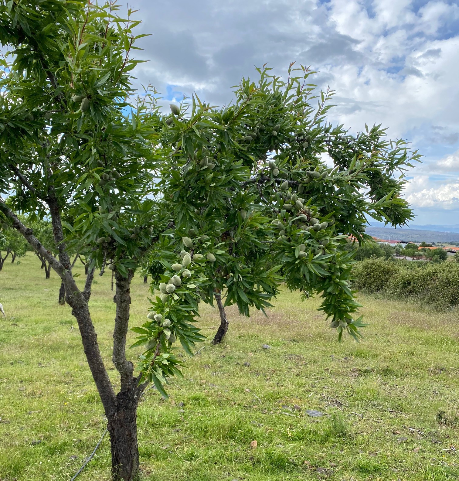 IPB estuda beneficio do uso das águas residuais no amendoal