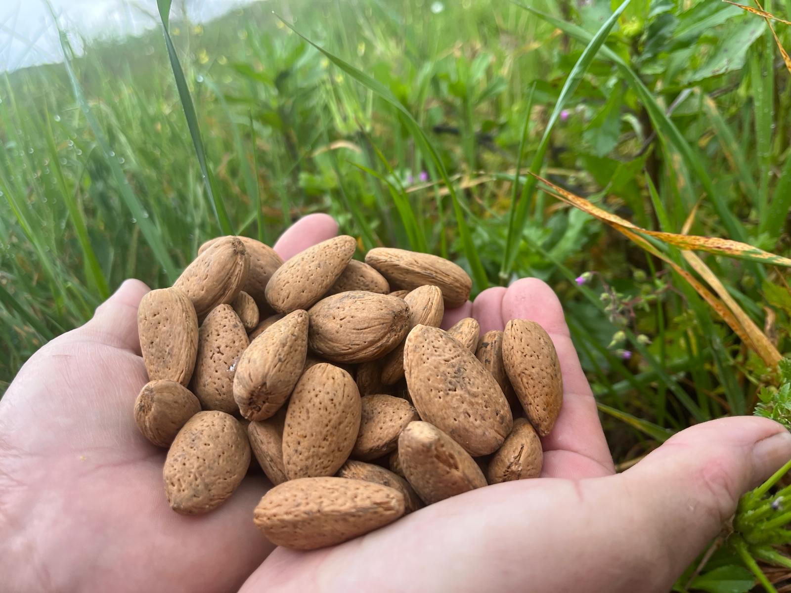 Produção de amêndoa aumenta em Trás-os-Montes mas agricultores receiam que alterações climatéricas provoquem quebras