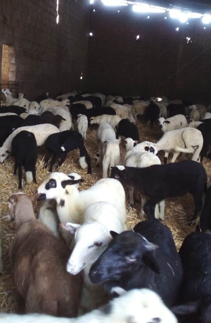 Venda de cordeiros não correu como esperado para os criadores da região