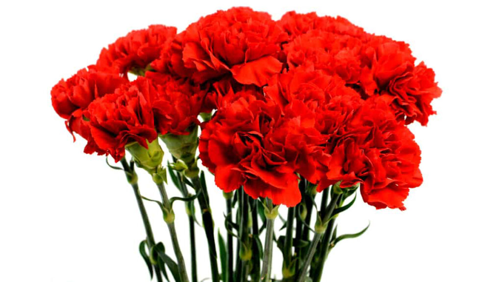 Carrazeda de Ansiães vai assinalar os 50 anos do 25 de Abril com um concerto de Janita Salomé e uma sessão especial da Assembleia Municipal