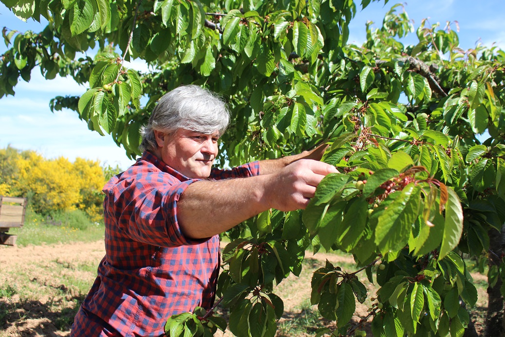 Produtores de cereja da região receiam quebras de 50%