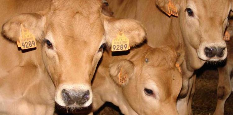 Município de Miranda do Douro vai avançar com construção de matadouro mesmo sem financiamento