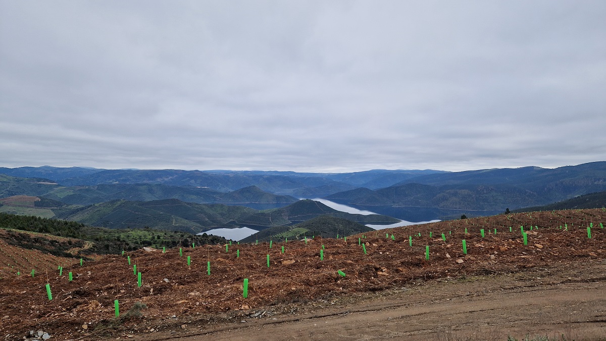 Projecto de plantação de espécies autóctones em Alfândega da Fé distinguido com o Prémio Nacional de Sustentabilidade