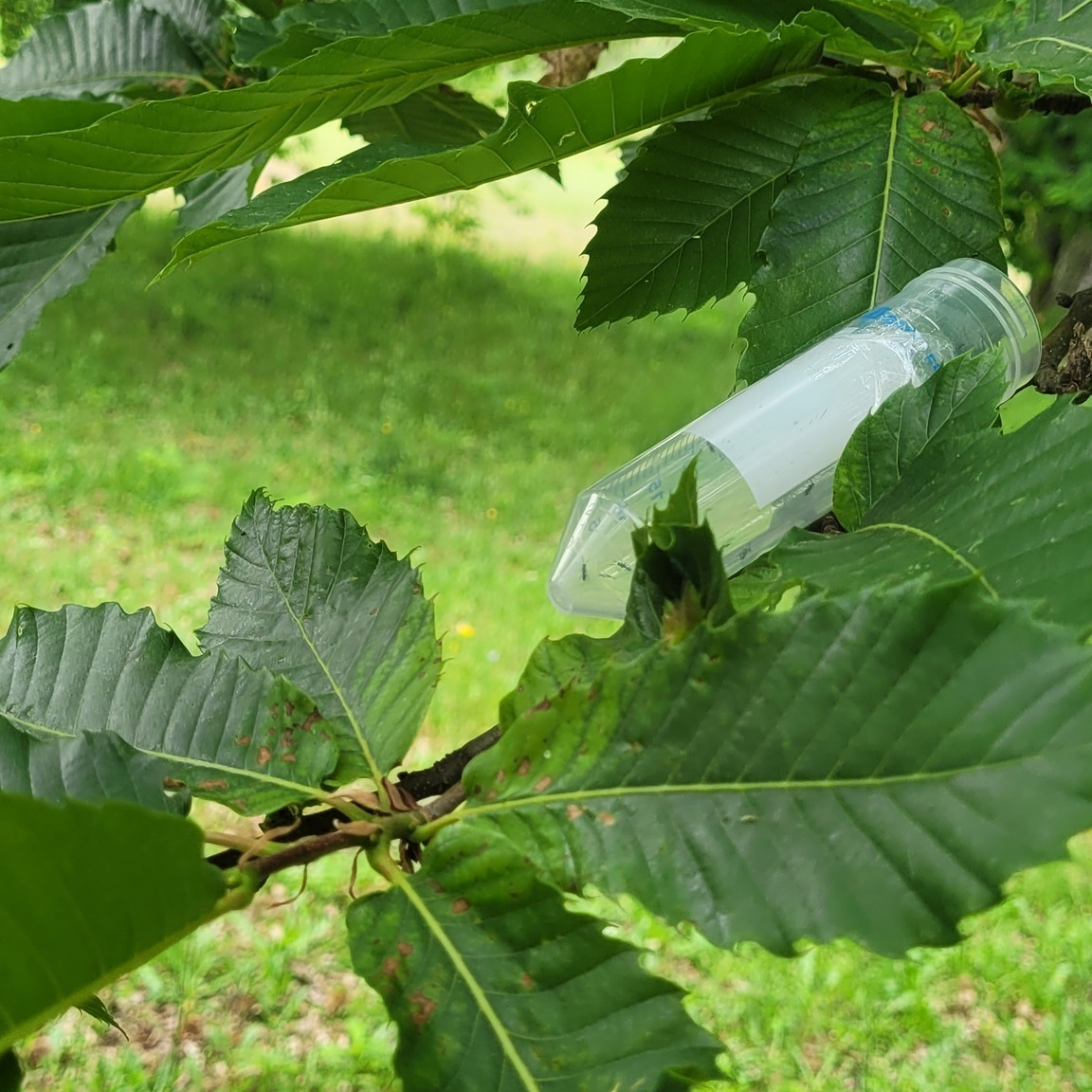 Município de Carrazeda aposta no combate da vespa da galha do castanheiro