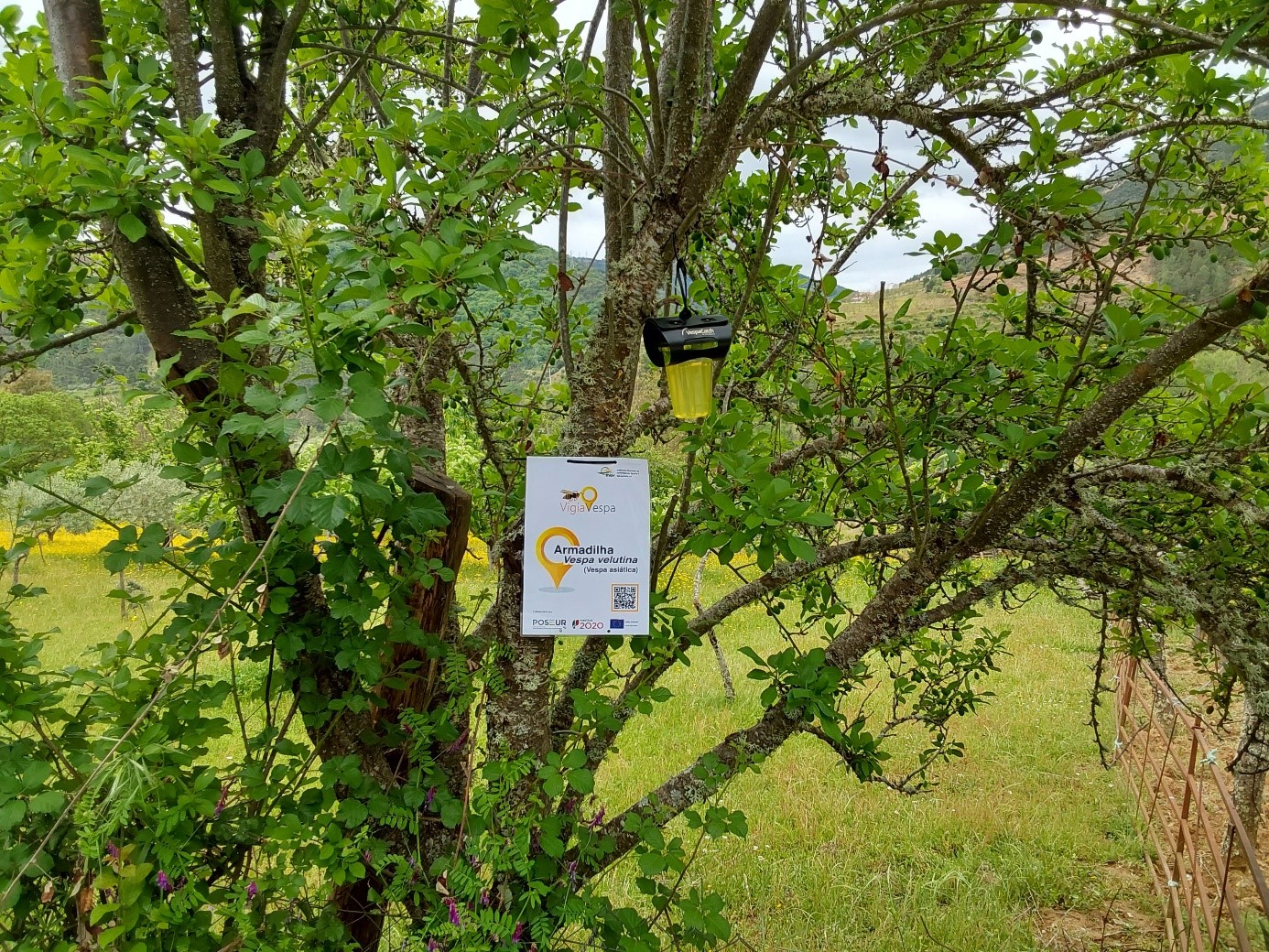 Município de Vinhais aposta no combate à vespa asiática